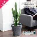 【15日はP5倍!】【マラソンクーポン有!】大雲閣(ダイウンカク)7号【ビアス鉢カバー付き/ブラック】【ミドルサイズ/インテリア/お祝い/開店祝い/引越祝い/新...
