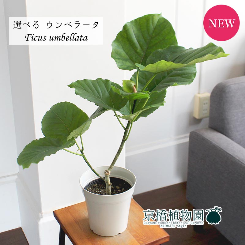 フィカス（ゴム） 【現品】フィカス・ウンベラータ　5号（6～10）【選べる観葉植物】【観葉植物/インテリア/おしゃれ/ナチュラル/鉢植え/贈り物/楽天/通販/ゴムの木/ゴムノキ/スモールサイズ/白/ホワイト/人気商品/再入荷】