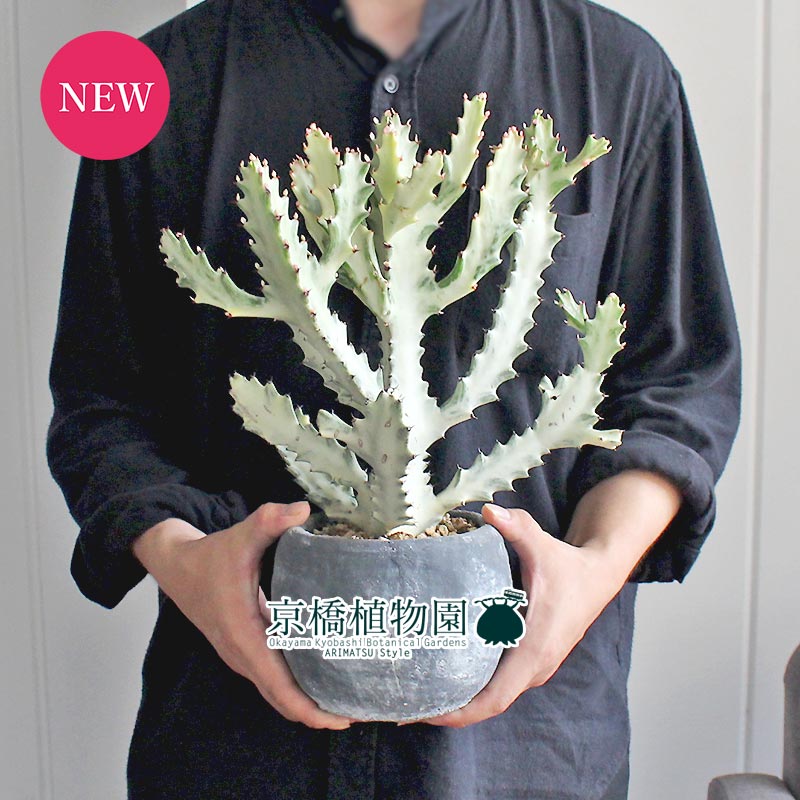 【ロゼッタボウルSサイズ/グレー】ユーフォルビア・ホワイトゴースト【受け皿付き】【ころんとしたモルタル製鉢】のサムネイル