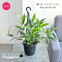 【現品】エスキナンサス・マルメラータ 3.5号 黒鉢 吊り下げ(1〜6)【選べる観葉植物】【観葉植物/インテリア/おしゃれ/ナチュラル/鉢植え/贈り物/楽天/通...