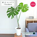 モンステラ 【現品】モンステラ　幹立ち　7号　白鉢（1～6）【選べる観葉植物】【観葉植物/インテリア/おしゃれ/ナチュラル/鉢植え/贈り物/楽天/通販/ミドルサイズ/ホワイト/育てやすい/初心者/人気商品/珍奇植物/再入荷】