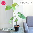 【現品】プセウドボンバックス・エリプティクム 3号 黒鉢(6~11)【選べる観葉植物】【観葉植物/インテリア/おしゃれ/ナチュラル/鉢植え/贈り物/楽天/通販/スモールサイズ/ミニ/ブラック/珍奇植物/塊根/おいも/コーデックス/人気商品】