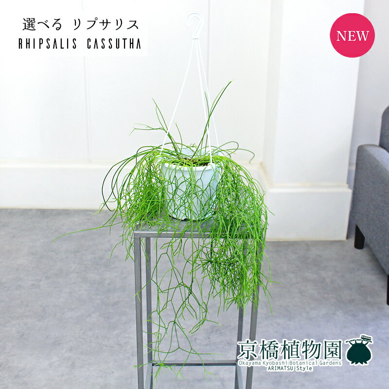 【30日はP5倍！】【現品】リプサリス・カスッサ　5号　白鉢　吊り下げ【選べる観葉植物】【観葉植物/インテリア/おしゃれ/ナチュラル/鉢植え/贈り物/楽天/通販/スモールサイズ/ホワイト/育てやすい/初心者/人気商品/再入荷】