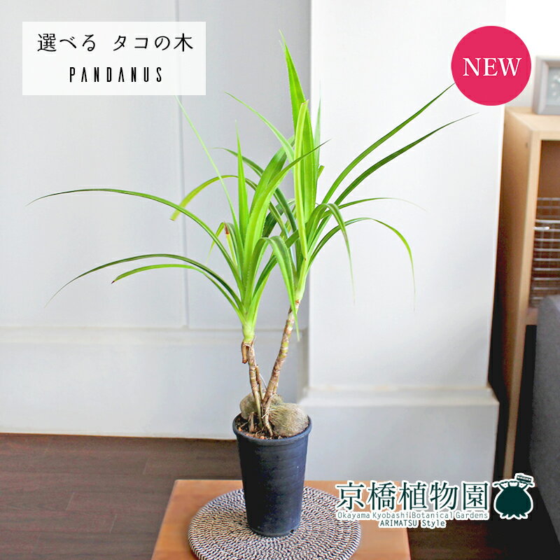 【現品】タコの木/パンダヌス（パンダナス）　3号（11～16）【選べる観葉植物】【観葉植物/インテリア/おしゃれ/ナチュラル/鉢植え/贈り物/楽天/通販/スモールサイズ/黒/ブラック/珍奇植物】