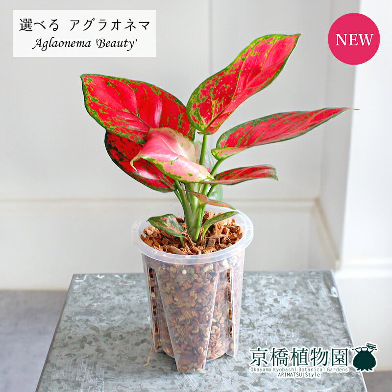 楽天市場】アグラオネマ(サイズ(植木鉢)~ 3号)(花・観葉 楽天市場】アグラオネマ(サイズ(植木鉢)~ 3号)(花・観葉