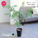 【現品】アカシア・ミモザ(銀葉アカシア) 7号 黒鉢【選べる観葉植物】【観葉植物/インテリア/おしゃれ/ナチュラル/鉢植え/贈り物/楽天/通販/ミドルサイズ/ブ...