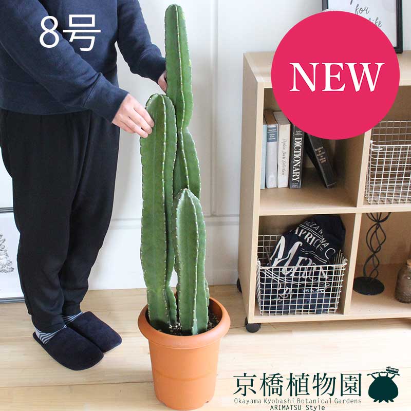 【30日はP5倍！】柱サボテン　8号【ミドルサイズ/観葉植物/インテリア/おしゃれ/ナチュラル/鉢植え/贈り物/楽天/通販】【大型】