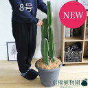 【SSクーポンあり】【SS特価品】柱サボテン 8号【ビアス鉢カバー/ブラック】【ミドルサイズ】