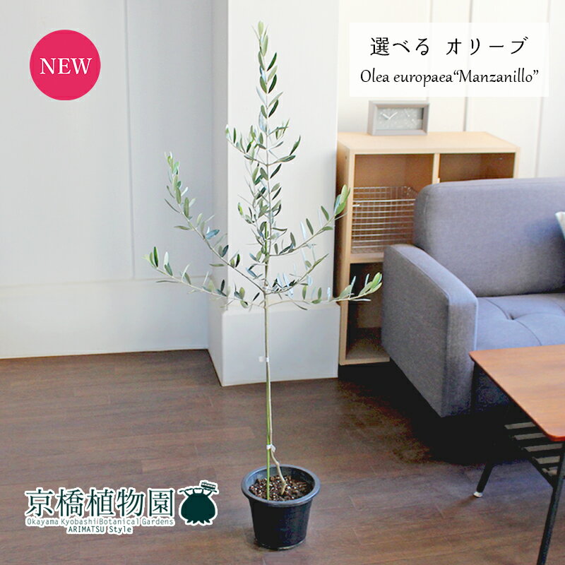 オリーブ 【現品】オリーブ　マンザニロ　6号　紺鉢【選べる観葉植物】【観葉植物/インテリア/おしゃれ/ナチュラル/鉢植え/贈り物/楽天/通販/ミドルサイズ/ネイビー/育てやすい/開店祝/新築祝/ギフト/プレゼント/人気商品】