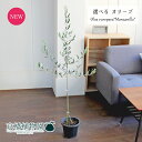 オリーブ 【現品】オリーブ　マンザニロ　6号　紺鉢【選べる観葉植物】【観葉植物/インテリア/おしゃれ/ナチュラル/鉢植え/贈り物/楽天/通販/ミドルサイズ/ネイビー/育てやすい/開店祝/新築祝/ギフト/プレゼント/人気商品】