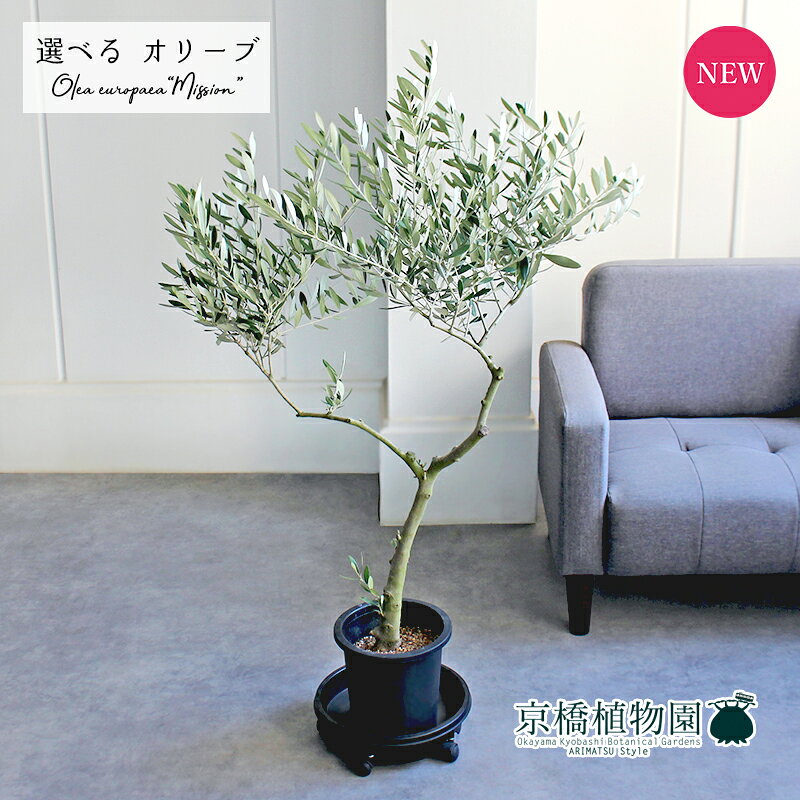【10日はP5倍！】【マラソンクーポン有】【現品】オリーブ　7号　黒鉢（6〜9）ミッション【観葉植物/インテリア/おしゃれ/ナチュラル/鉢植え/贈り物/楽天/通販/ミドルサイズ/大型/ブラック/育てやすい/初心者/人気商品/ギフト/プレゼント】