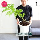 【30日はP5倍!】【現品】リュウビンタイ/羊歯(シダ) 10号(1)【観葉植物/インテリア/おしゃれ/ナチュラル/鉢植え/贈り物/楽天/通販/ラージサイズ/大...