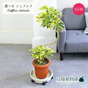 【15日はP5倍!】【マラソンクーポン有!】【現品】シェフレラ・ハッピーイエロー 曲がり 7号 茶鉢【選べる観葉植物】【観葉植物/インテリア/おしゃれ/ナチュラ...