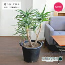 アロエ 【現品】アロエ・ストリアツラ　13号　黒鉢（5～8）【選べる観葉植物】【観葉植物/インテリア/おしゃれ/ナチュラル/鉢植え/贈り物/楽天/通販/ブラック/特大サイズ/乾燥に強い/育てやすい】