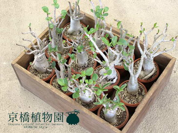 アデニウム・アラビクム(アラビカム)3.5号【多肉】【インテリア おしゃれ 人気 楽天 通販 ギフト プレゼント】