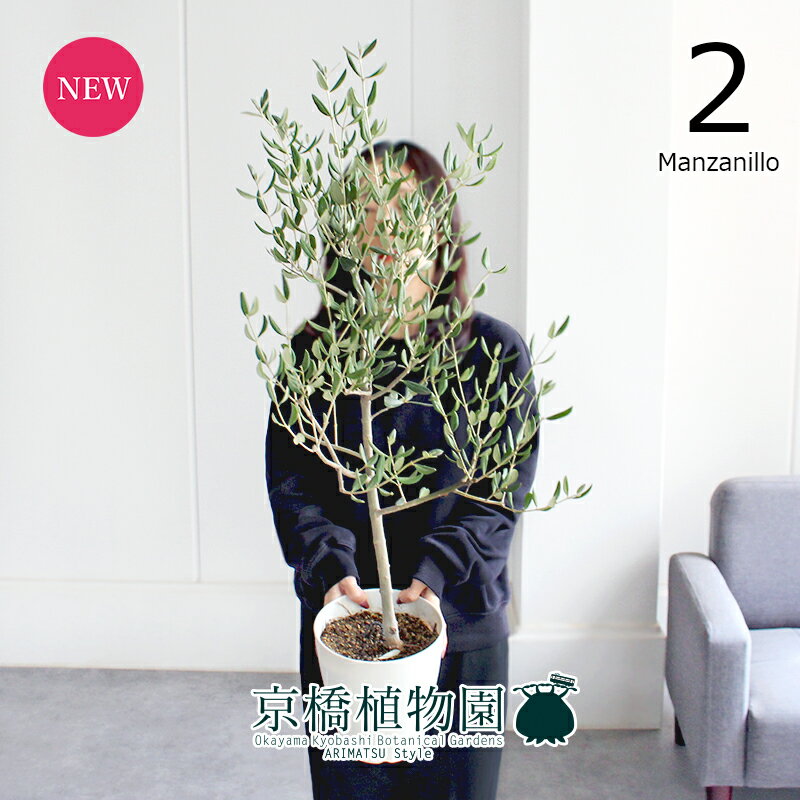 20P5ܡۡڸʡۥ꡼֡62˥ޥ󥶥˥ȭڴտʪ/ƥꥢ//ʥ/ȭ/£ʪ/ŷ//ߥɥ륵/ۥ磻/Ƥ䤹/͵/١