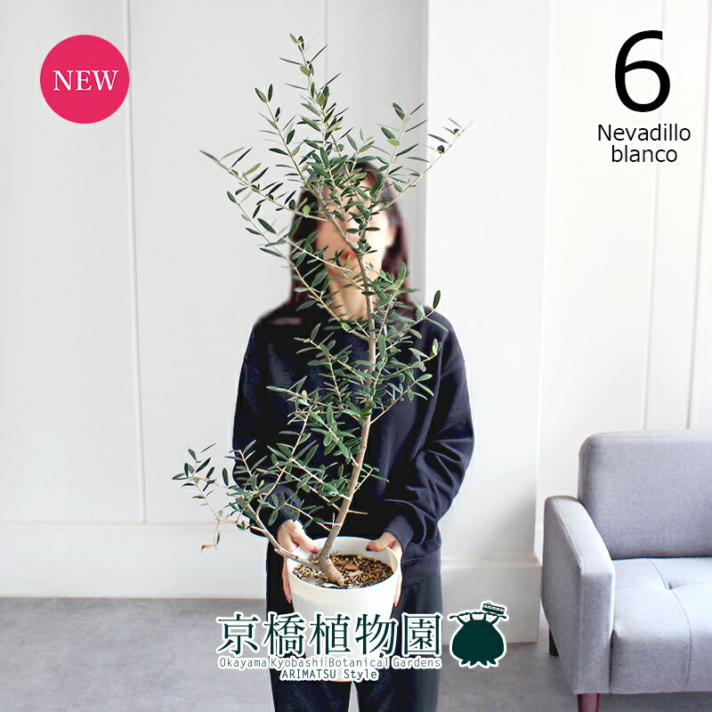 【SSクーポンあり】【現品】オリーブ　6号（6）ネバディロブランコ　白鉢【観葉植物/インテリア/おしゃ..