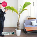 【現品】トックリヤシ/トックリ椰子 10号 大 白鉢（1）【観葉植物/インテリア/おしゃれ/ナチュラル/鉢植え/贈り物/楽天/通販/ラージサイズ/尺鉢/大型/ホワイト/人気商品】