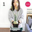 【現品】アデニア グラウカ/文福茶釜 5号 黒鉢（1）【観葉植物/インテリア/おしゃれ/ナチュラル/鉢植え/贈り物/楽天/通販/スモールサイズ/ブラック/珍奇植物/数量限定】