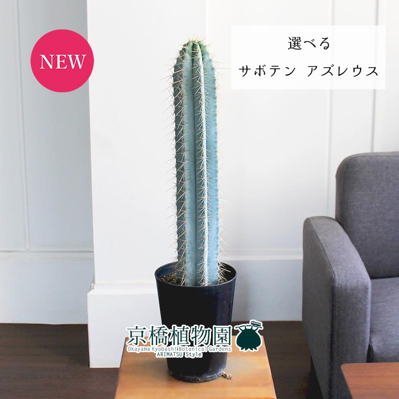 楽天花のアリマツ楽天市場支店【現品】サボテン・アズレウス　4.5号【選べる観葉植物】【観葉植物/インテリア/おしゃれ/ナチュラル/鉢植え/贈り物/楽天/通販/スモールサイズ/黒/ブラック/育てやすい/乾燥に強い/人気商品】