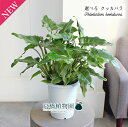 【現品】クッカバラ 5号 白鉢(1〜5)【選べる観葉植物】【観葉植物/インテリア/おしゃれ/ナチュラル/鉢植え/贈り物/楽天/通販/スモールサイズ/ホワイト/人...