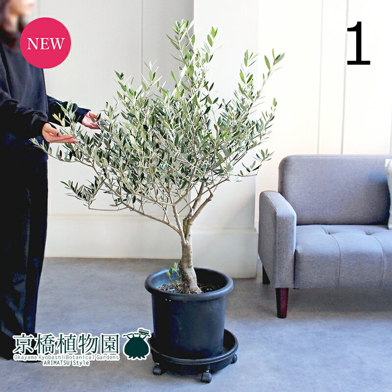 【30日はP5倍！】【現品】オリーブ　古木　ミッション　10号　黒鉢（1）【観葉植物/インテリア/おしゃれ/ナチュラル/鉢植え/贈り物/楽天/通販/ラージサイズ/大型/ブラック/育てやすい/初心者/人気商品】