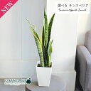 【現品】サンスベリア・ローレンチ 4号(1〜5)【観葉植物/インテリア/おしゃれ/ナチュラル/鉢植え/贈り物/楽天/通販/スモールサイズ/スクエア/白/ホワイト...