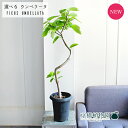 【SSクーポンあり】【現品】フィカス・ウンベラータ 曲がり 6号 黒鉢【選べる観葉植物】【観葉植物/インテリア/おしゃれ/ナチュラル/鉢植え/贈り物/楽天/通販/ミドルサイズ/ブラック/ゴムの木/ゴムノキ/育てやすい/初心者/人気商品/再入荷】