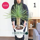 ユッカ 【現品】ユッカ・リネアリス　8号（1）【観葉植物/インテリア/おしゃれ/ナチュラル/鉢植え/贈り物/楽天/通販/ミドルサイズ/白/ホワイト/珍奇植物/希少/乾燥に強い/丈夫/育てやすい】