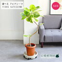 【30日はP5倍!】【現品】フィカス・アルテシーマ 7号 曲がり 茶鉢【選べる観葉植物】【観葉植物/インテリア/おしゃれ/ナチュラル/鉢植え/贈り物/楽天/通販...