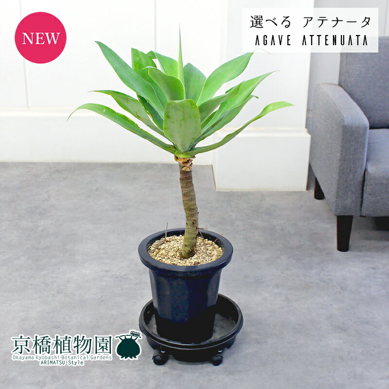 【現品】アガベ・アテナータ　8号　黒鉢【選べる観葉植物】【観葉植物/インテリア/おしゃれ/ナチュラル/鉢植え/贈り物/楽天/通販/ミドルサイズ/ブラック/人気商品】