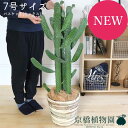 墨烏帽子(スミエボシ)/バンザイウチワサボテン 7号【バスケット鉢カバー/ミックス】【送料無料】【植物 インテリア おしゃれ 人気 引越し祝い 開店祝い 新築祝い お祝い 楽天 通販 鉢植え観葉 ギフト プレゼント】