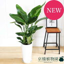 【15日はP5倍!】【マラソンクーポン有!】オーガスタ/ストレリチア・ニコライ 7号【陶器鉢】【ミドルサイズ/インテリア/お祝い/開店祝い/引越祝い/新築祝い/...