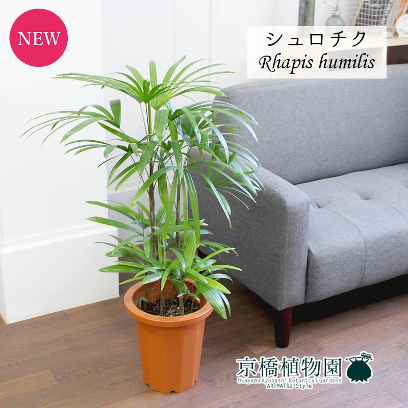 楽天市場】シュロチク 鉢植えの通販 楽天市場】シュロチク 鉢植えの通販