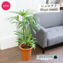 シュロチク/棕櫚竹　8号【植物