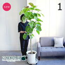 【SSクーポンあり】【現品】フィカス・ウンベラータ 10号(1)朴仕立て 白鉢【観葉植物/インテリア/おしゃれ/ナチュラル/鉢植え/贈り物/楽天/通販/ラージサイズ/尺鉢/大型/ホワイト/ゴムの木/ゴムノキ/育てやすい/初心者/人気商品】
