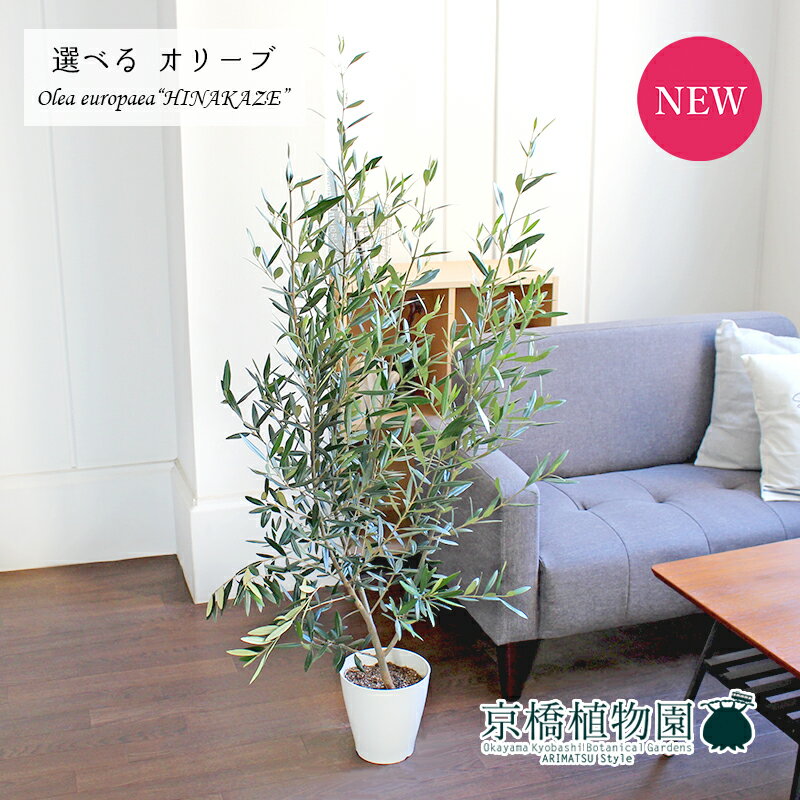 オリーブ 【現品】オリーブ　6号　ひなかぜ【選べる観葉植物】【観葉植物/インテリア/おしゃれ/ナチュラル/鉢植え/贈り物/楽天/通販/ミドルサイズ/白/ホワイト/育てやすい/開店祝/新築祝/ギフト/プレゼント/人気商品】