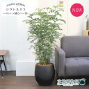 シマトネリコ7号【バルーン鉢カバー付き/アンティークブラウン】【ミドルサイズ/インテリア/お祝い/開店祝い/引越祝い/新築祝い/ギフト/プレゼント/育てやすい/観葉植物/楽天/通販/大型】