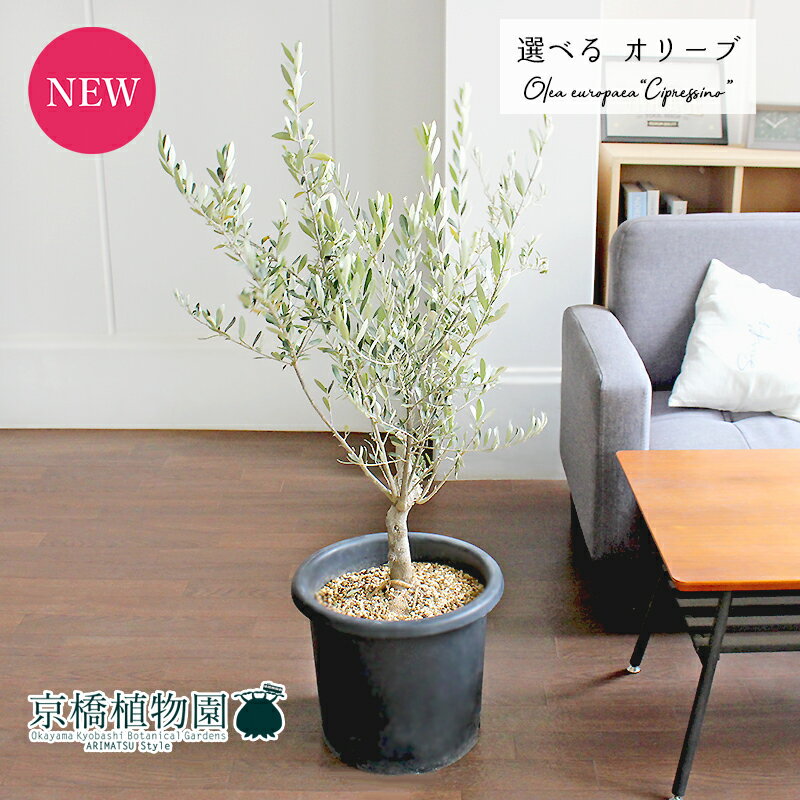 オリーブ 【現品】オリーブ　10号　シプレッシーノ/チプレッシーノ【選べる観葉植物】【観葉植物/インテリア/おしゃれ/ナチュラル/鉢植え/贈り物/楽天/通販/ラージサイズ/育てやすい/人気商品/黒/ブラック/シンプル】