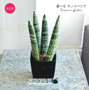 【現品】サンスベリア・キリンドリカ 3号 黒角鉢(7~12)【観葉植物/インテリア/おしゃれ/ナチュラル/鉢植え/贈り物/楽天/通販/スモールサイズ/ミニ/小さい/スクエア/ブラック/育てやすい/人気商品】