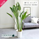【15日はP5倍!】【マラソンクーポン有!】【現品】ストレチア/ストレリチア・レギネ 10号【選べる観葉植物】【観葉植物/インテリア/おしゃれ/ナチュラル/鉢植...