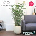 シマトネリコ7号【バルーン鉢カバー付き/アンティークホワイト】【ミドルサイズ/インテリア/お祝い/開店祝い/引越祝い/新築祝い/ギフト/プレゼント/育てやすい/...