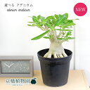 【現品】アデニウム・アラビカム（アラビクム）　根上り　6号（1～5）【選べる観葉植物】【観葉植物/インテリア/おしゃれ/ナチュラル/鉢植え/贈り物/楽天/通販/ミドルサイズ/黒/ブラック/人気商品/珍奇植物】