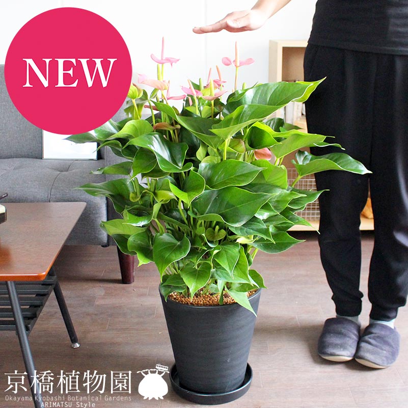 アンスリウム8号：花色ピンク系