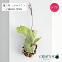 【30日はP5倍!】【現品】コウモリラン/ビカクシダ・エレマリア コルク付き 吊り下げ【選べる観葉植物】【観葉植物/インテリア/おしゃれ/ナチュラル/贈り物/楽...