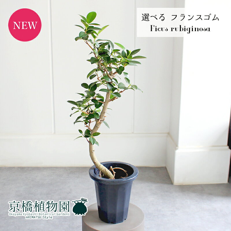 ゴムの木 【現品】フランスゴム　曲がり　7号　紺鉢【選べる観葉植物】【観葉植物/インテリア/おしゃれ/ナチュラル/鉢植え/贈り物/楽天/通販/フィカス/ゴムの木/ゴムノキ/ミドルサイズ/ネイビー/育てやすい/初心者/人気商品】