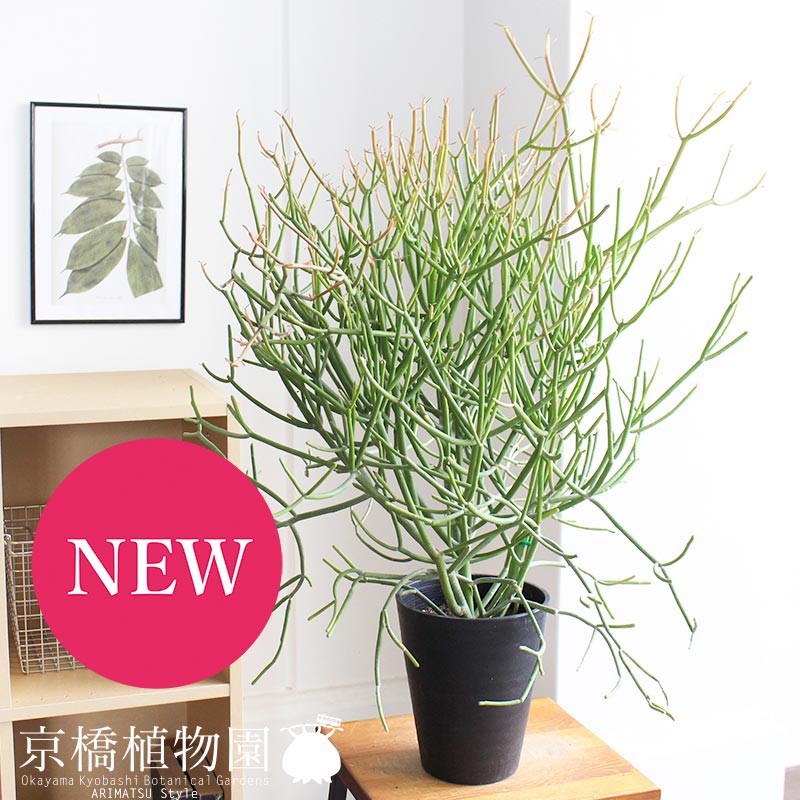 ミルクブッシュ青珊瑚)　5号（黒鉢）【サンゴみたいな植物】【茎を楽しむ植物】【植物 インテリア おしゃれ 人気 引越し祝い 開店祝い ..