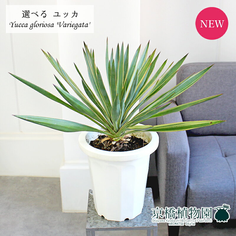 楽天市場】グロリオサ ユッカ(花・観葉植物|花・ガーデン・DIY 楽天市場】グロリオサ ユッカ(花・観葉植物|花・ガーデン・DIY