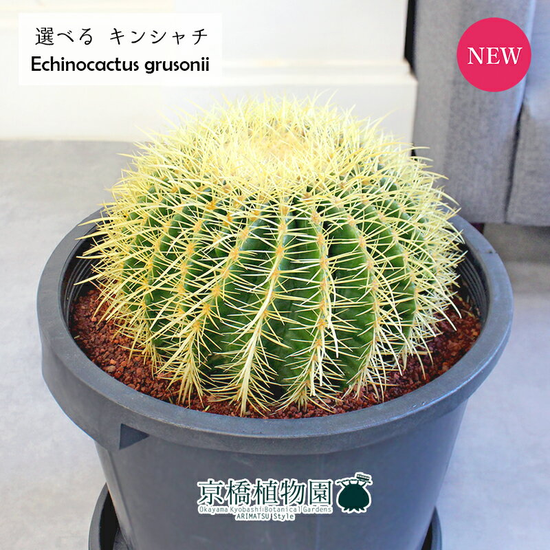 楽天市場】サボテン 金鯱(サイズ(植木鉢)10 ~ 12号)の通販 楽天市場】サボテン 金鯱(サイズ(植木鉢)10 ~ 12号)の通販