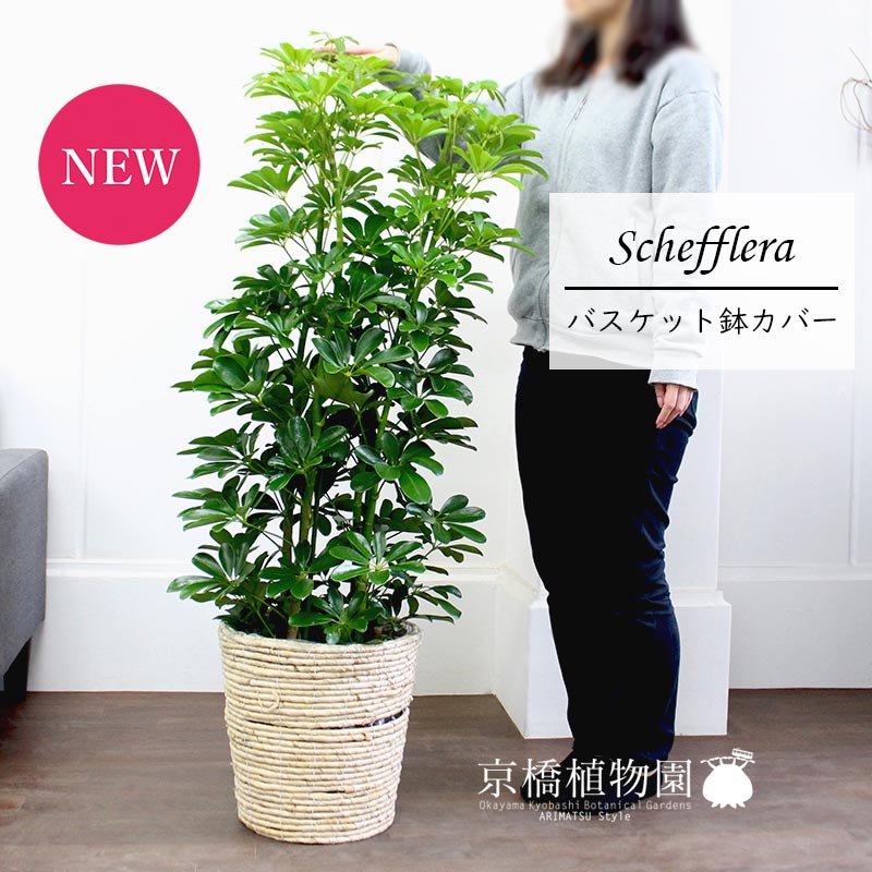 シェフレラグリーン8号